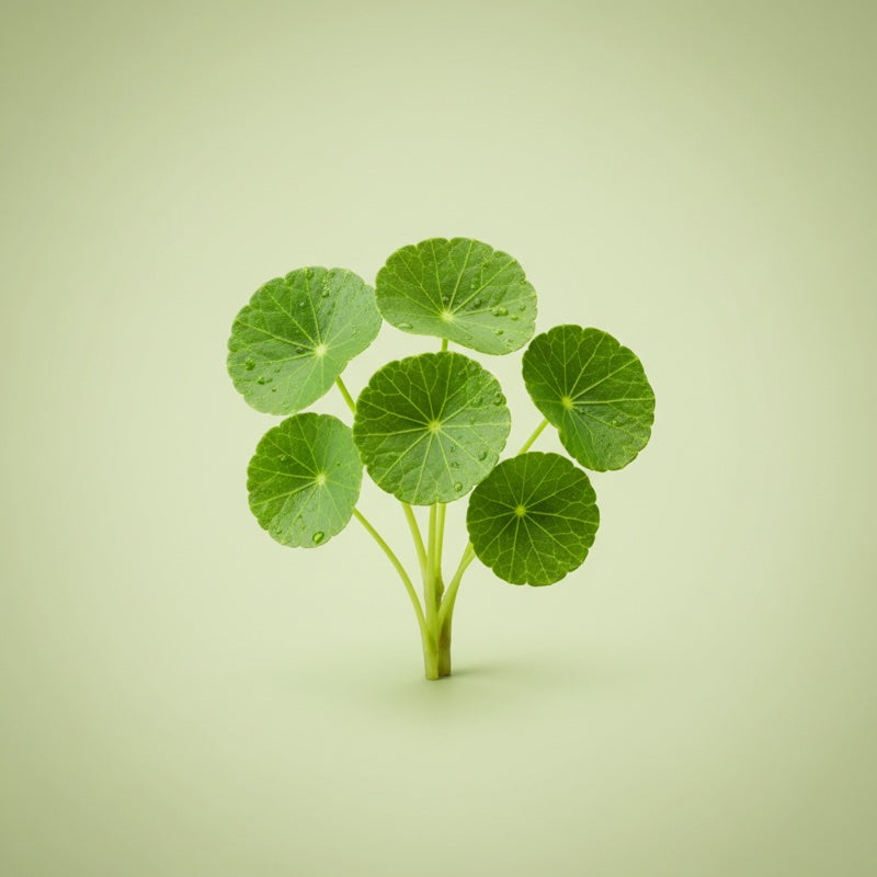 Gotu Kola Extract